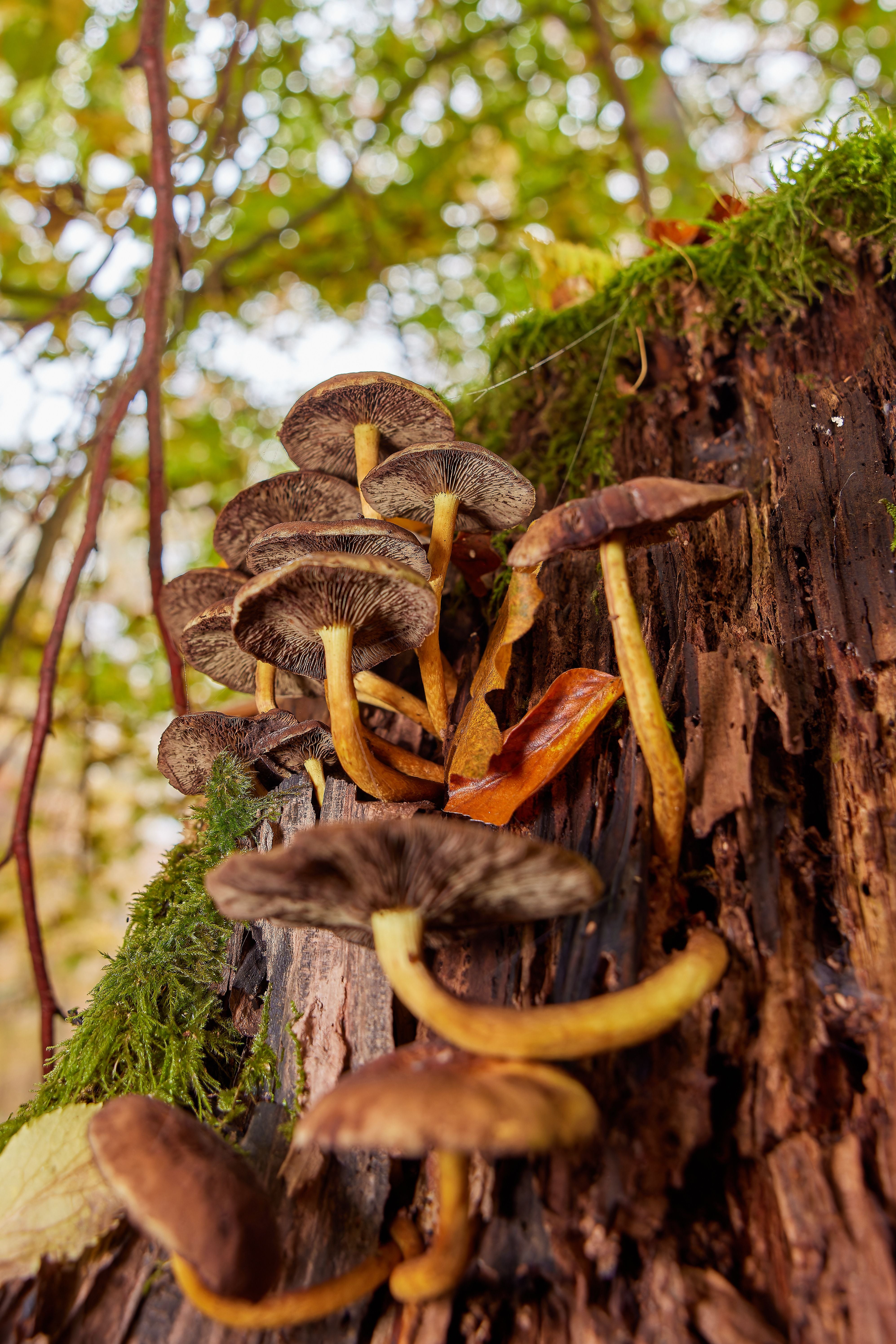 Exotic mushrooms growing in forest
